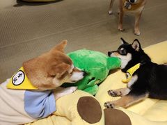 -逗柴咖啡屋·狗咖猫咖宠物桌游