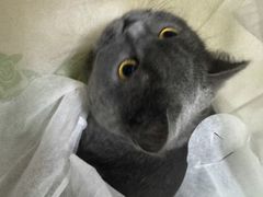 -宠颐生宠物医院·犬猫全科·皮肤科(商业街店)