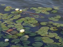 -保定东湖公园(莲池区)