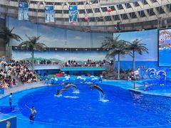 -海合安成都极地海洋公园