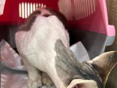 -萌兽医馆·绝育·24小时内科·宠物医院(德胜店)
