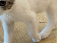 -猫咪派对(江南西店)