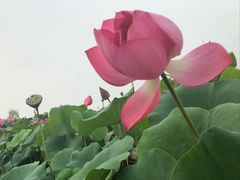 -白洋淀风景区