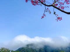 -深圳仙湖植物园