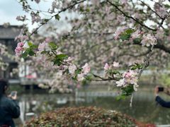 -莫愁湖公园
