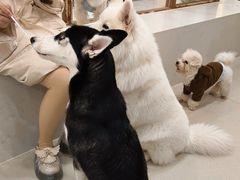 -共舞时光猫咖·狗咖(新街口店)