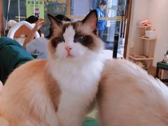 -喵喵咪呀布偶猫咖(春熙路店)
