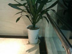 楼梯拐角的花3-世纪缘国际会议中心·中餐厅(百家湖店)