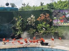 -广州长隆飞鸟乐园