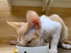 -山宅一喵德文卷毛猫舍
