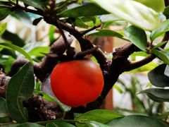 -参差咖啡(水果湖公园店)