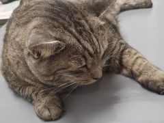 -宠物星动物医院·眼科·异宠·猫科(江南大道总院)