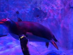 -芜湖新华联大白鲸海洋公园