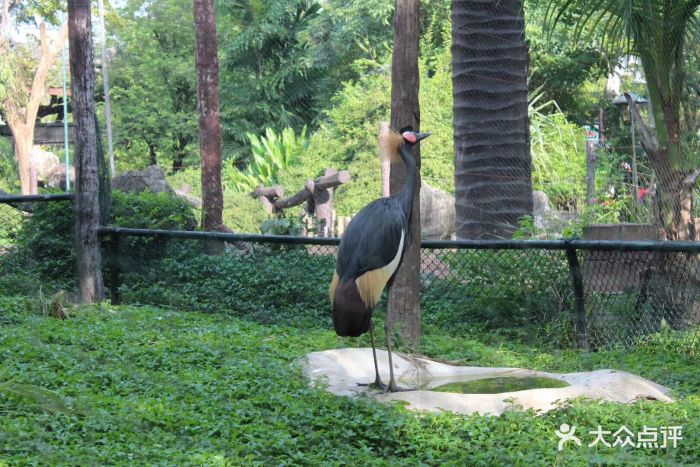 律实动物园图片