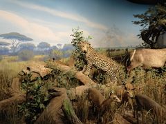 -陕西自然博物馆