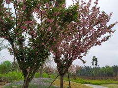 -白鹭湾湿地公园