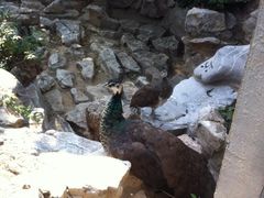 景观位-舜耕山庄四时万和自助餐厅