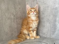 -小猫来了·猫舍(红山六九七九店)