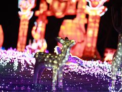 -杭州湾海上花田景区