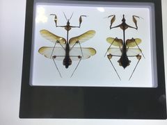 -上海昆虫博物馆