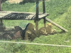 -鄂尔多斯野生动物园