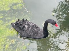-瑶湖郊野森林公园