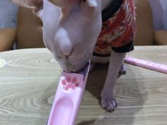 -藏猫猫咖啡主题馆(中央大道店)