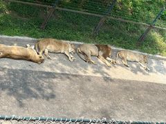 -大连森林动物园