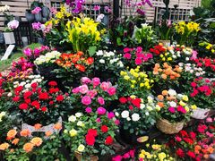 -秦美花卉(天朗·莱茵小城2期店)