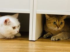 -COLOR PETS 撸猫馆·购猫·猫咖(长风大悦城店)