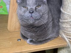-是阿柴呀！柴犬咖啡·爱喵喵猫咖