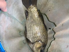 -酷鱼垂钓CLUB(朝阳区博大路店 )