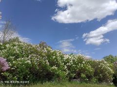 -群力丁香公园