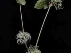 -英皇电影城(英皇集团中心IMAX店)