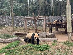 -都江堰中华大熊猫苑