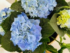 -姜记糖水(三联商城店)