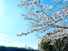 -高东镇樱花园