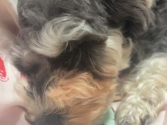 -乖乖宠物医院·猫科·骨科·24小时(云岗分院)