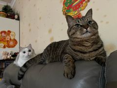 -瑞派宠物医院·犬猫全科·猫友好(宾水西道店)