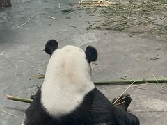 -青藏高原野生动物园