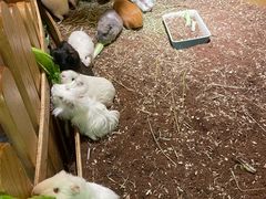 -藦茜花园宠物主题亲子互动体验馆(国顺东路店)