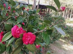 -深圳国际园林花卉博览园