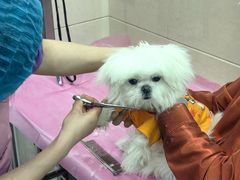 -北京观赏动物医院·24小时大型综合·猫专科·异宠专科