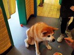 -喜柴咖啡·柴犬狗咖