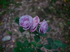 -苏州河梦清园环保主题公园