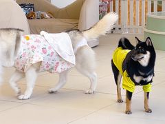 -怪兽屋·羊驼·猫咖·狗咖(俊华广场店)