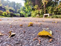 -深圳国际园林花卉博览园