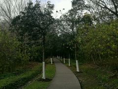 -昆山城市生态森林公园