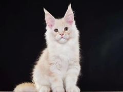 -十年猫舍·猫咪专门店(普陀店)