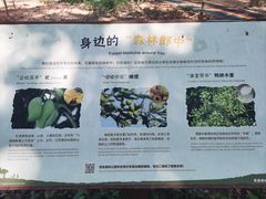 -广东茂名森林公园